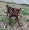 Julep (Puppy(