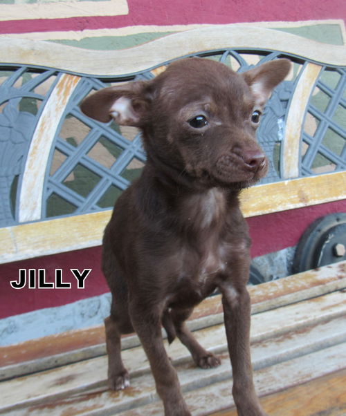 Jilly (Puppy)