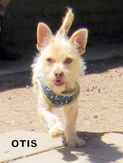 Otis