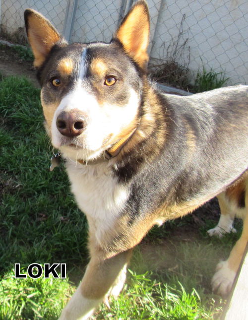 Loki