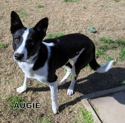 Augie