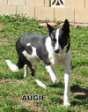 Augie