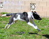 Augie