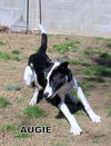 Augie