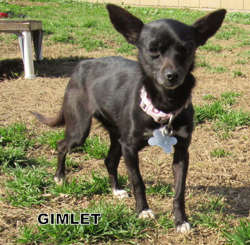 Gimlet