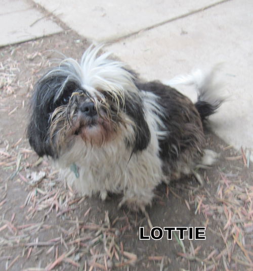 Lottie (Ritzy)