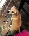 Max (GrandPaws)