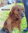 Reggie (Ritzy)