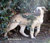 Brianna (Puppy)