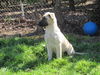 Brianna (Puppy)