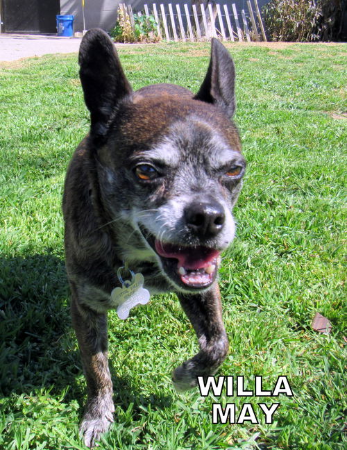 Willa May (GrandPaws)