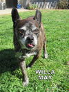 Willa May (GrandPaws)