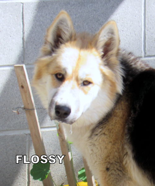 Flossy