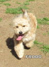 Frodo