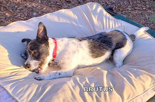 Brutus
