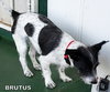 Brutus