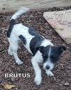 Brutus