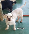 Bella (GrandPaws)