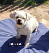 Bella (GrandPaws)