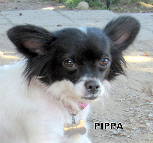 Pippa (Ritzy)