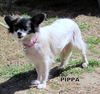 Pippa (Ritzy)