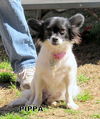 Pippa (Ritzy)