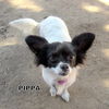 Pippa (Ritzy)