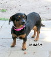 Mimsy