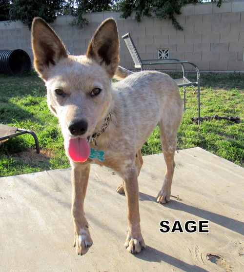 Sage