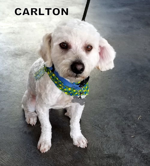 Carlton(Ritzy)