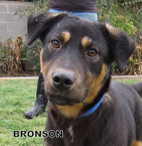 Bronson
