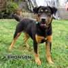Bronson