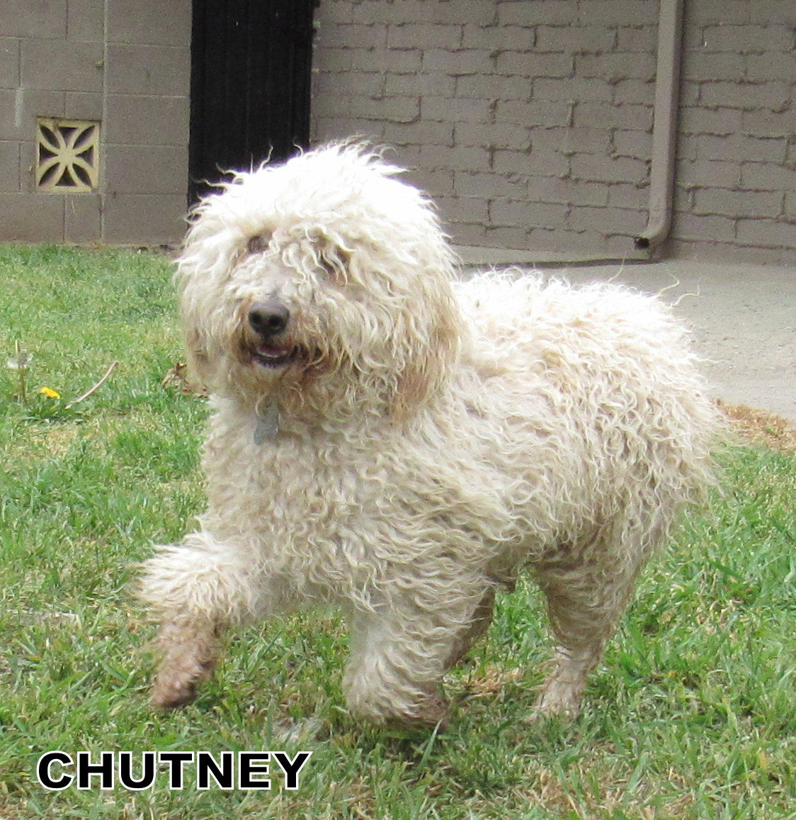Chutney (Ritzy)'s Web Page
