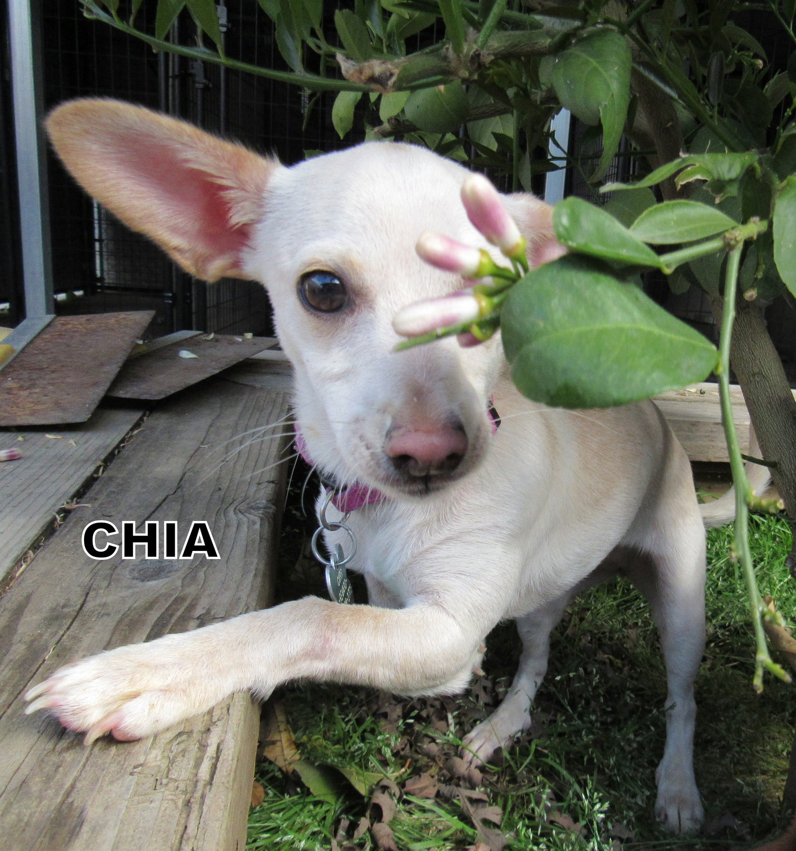 Chia's Web Page