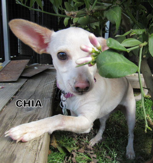 Chia