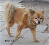 Teddy (GrandPaws)