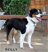 Reilly (Ritzy)