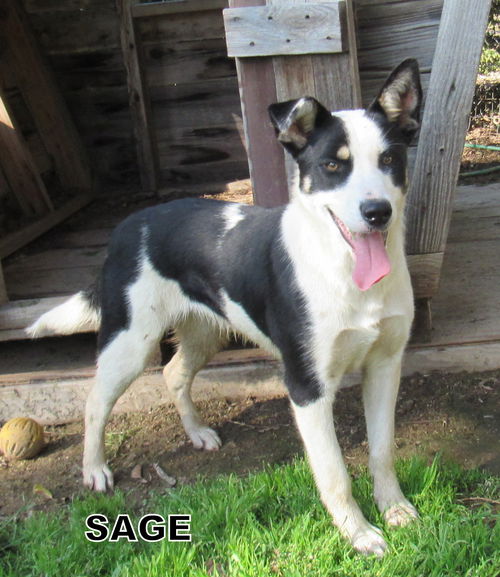 Sage