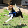 Snoopy