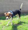 Snoopy