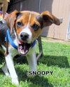 Snoopy