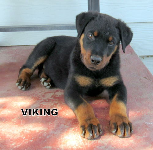 Viking