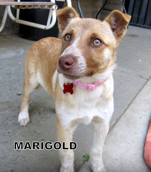 Marigold (Puppy)