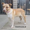 Marigold (Puppy)