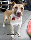 Marigold (Puppy)