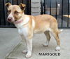Marigold (Puppy)