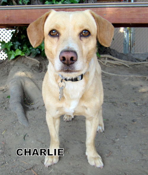 Charlie