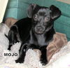 Mojo (Puppy)