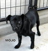 Mojo (Puppy)