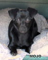 Mojo (Puppy)
